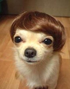 Doggy wig